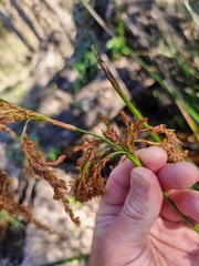 Machaerina articulata
