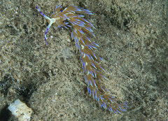 Pteraeolidia semperi