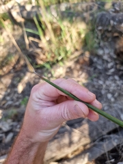 Machaerina articulata