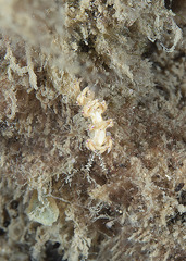 Facelinidae