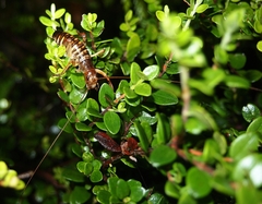 Hemideina crassidens