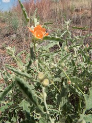 Sphaeralcea hastulata