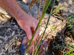 Machaerina articulata