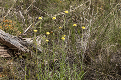 Coronidium scorpioides