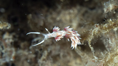 Cratena lineata