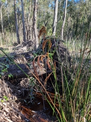 Machaerina articulata