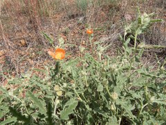 Sphaeralcea hastulata