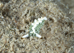 Thuridilla carlsoni