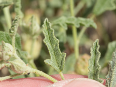 Sphaeralcea hastulata