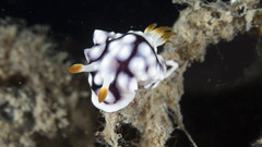 Goniobranchus geometricus