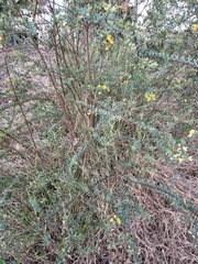 Pultenaea euchila