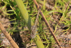 Brachythemis leucosticta