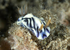 Hypselodoris zephyra