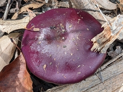 Cortinarius archeri