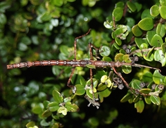Acanthoxyla prasina