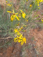 Senecio flaccidus flaccidus