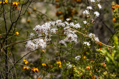 Calytrix tetragona