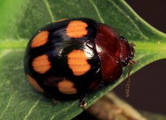Chrysolina clarki