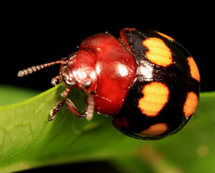 Chrysolina clarki