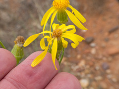 Senecio flaccidus flaccidus