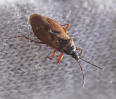 Gastrodes abietum