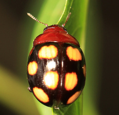 Chrysolina clarki