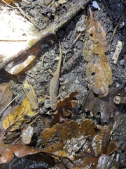 Lissotriton