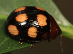 Chrysolina clarki