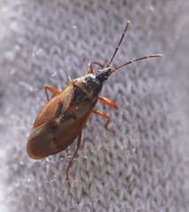 Gastrodes abietum