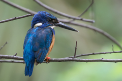 Alcedo semitorquata