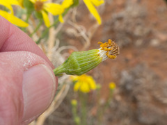 Senecio flaccidus flaccidus