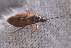 Gastrodes abietum