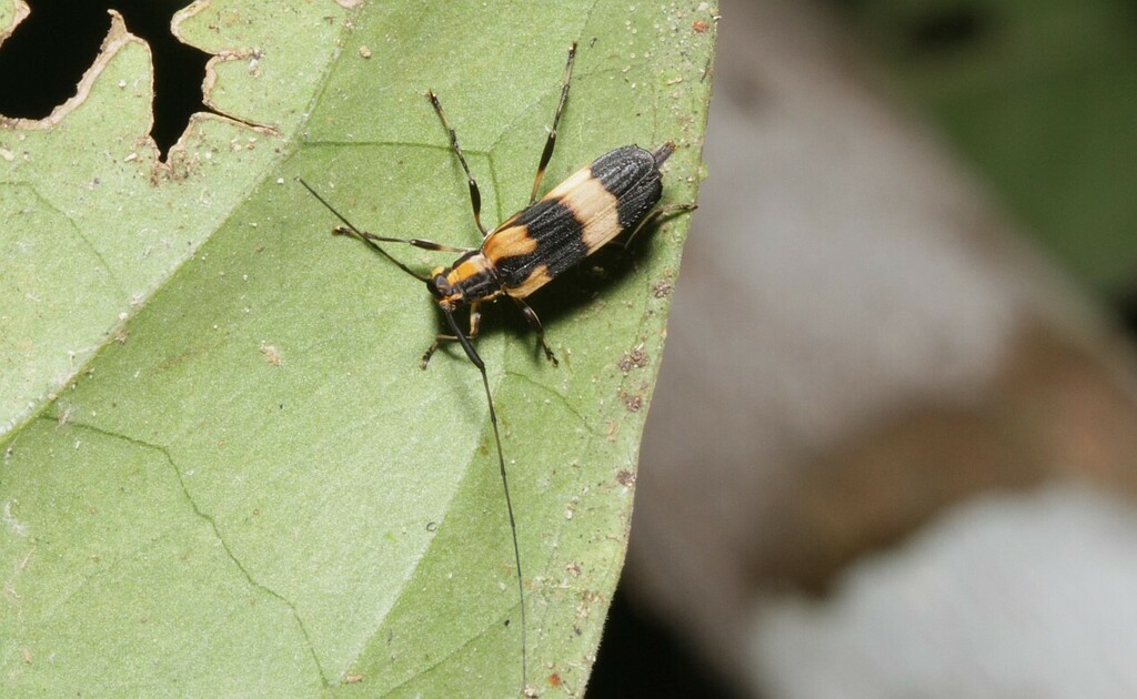 Carterica mucronata