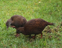 Gallirallus australis australis