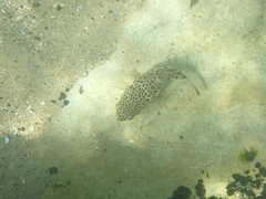 Tetractenos glaber