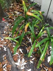 Agapanthus praecox