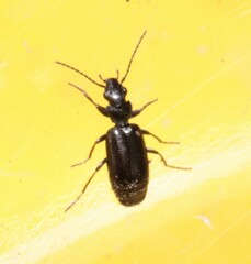 Microlestes