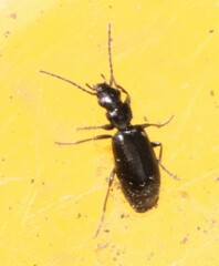 Microlestes