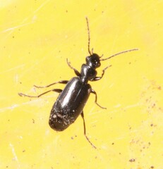 Microlestes