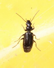 Microlestes