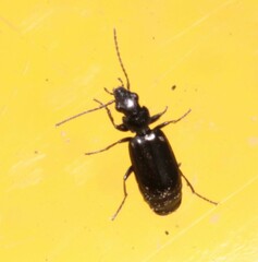 Microlestes