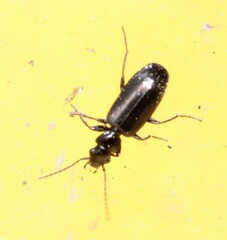 Microlestes
