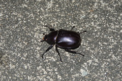 Xylotrupes australicus