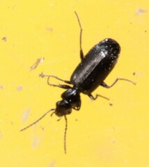 Microlestes