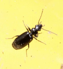 Microlestes