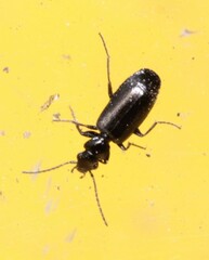 Microlestes