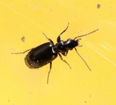 Microlestes