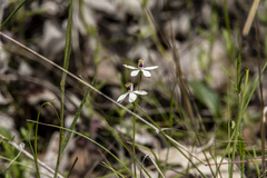 Caladenia cucullata