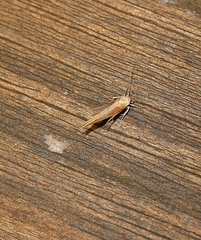 Stathmopoda skelloni