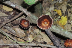 Microporus
